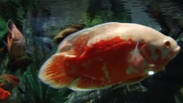 Underwater inhabitants of the aquarium — Stock Video