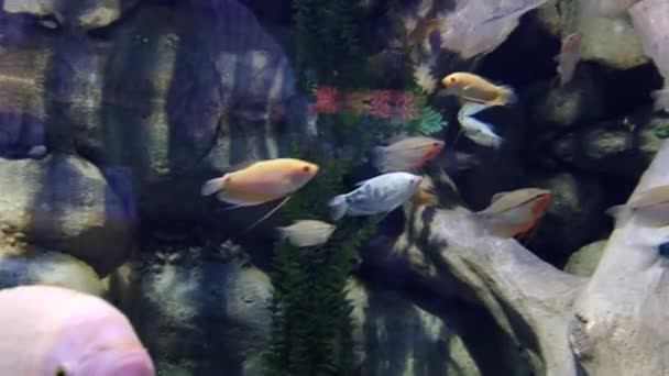 Unterwasserbewohner im Aquarium — Stockvideo