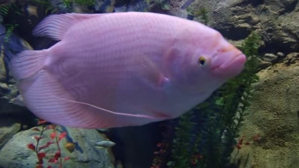 Underwater inhabitants of the aquarium — Stock Footage Underwater inhabitants of the aquarium Video Clip