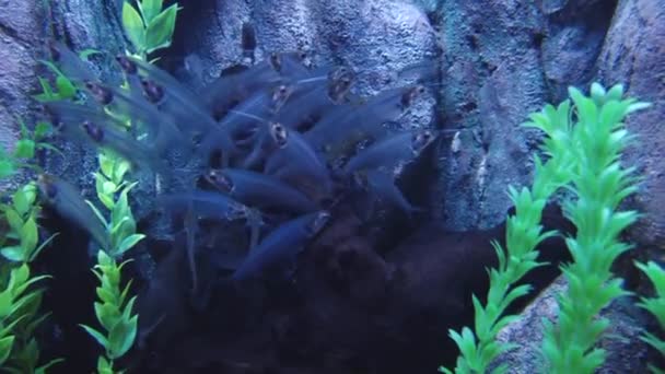 Underwater inhabitants of the aquarium — Stock Video