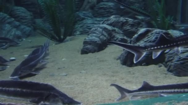Mieszkańców podwodnego akwarium — Wideo stockowe