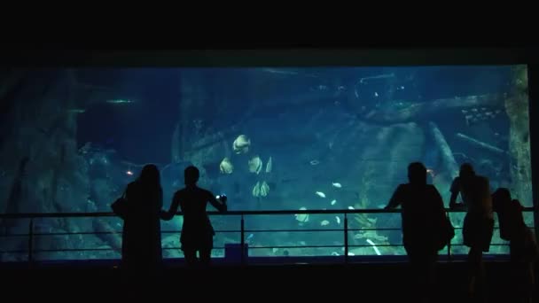 Underwater inhabitants of the aquarium — Stock Video