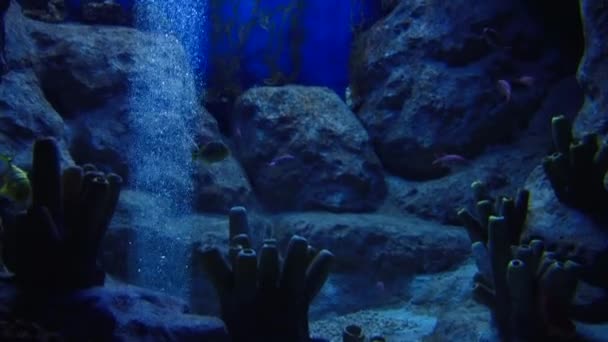 Underwater inhabitants of the aquarium — Stock Video