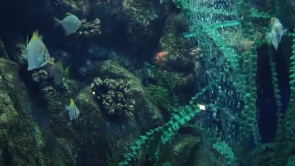 Underwater inhabitants of the aquarium — Stock Video