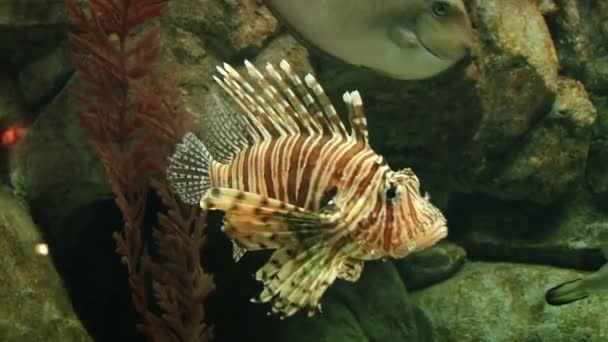 Habitantes submarinos del acuario — Vídeo de stock