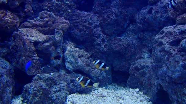 Unterwasserbewohner im Aquarium — Stockvideo