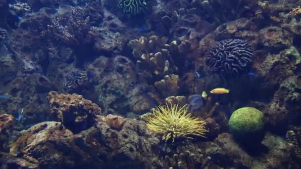 Habitantes subaquáticos do aquário — Vídeo de Stock