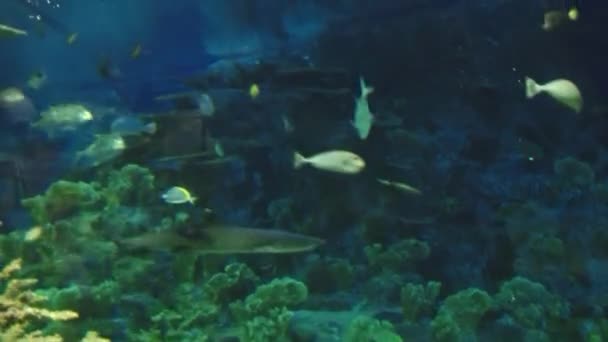 Underwater inhabitants of the aquarium — Stock Video
