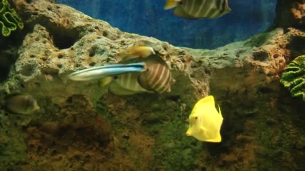 Les habitants sous-marins de l'aquarium 