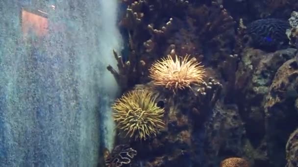 Підводні мешканці акваріума — стокове відео