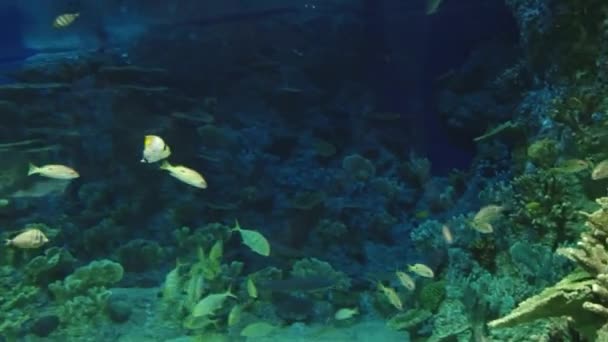 Underwater inhabitants of the aquarium — Stock Footage Underwater inhabitants of the aquarium Royalty Free Stock Footage