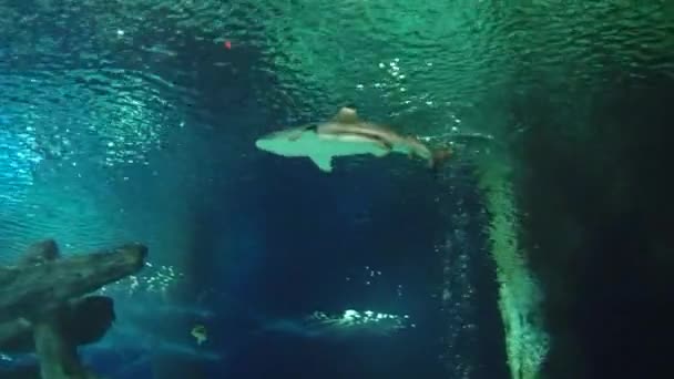 Abitanti subacquei dell'acquario — Video Stock