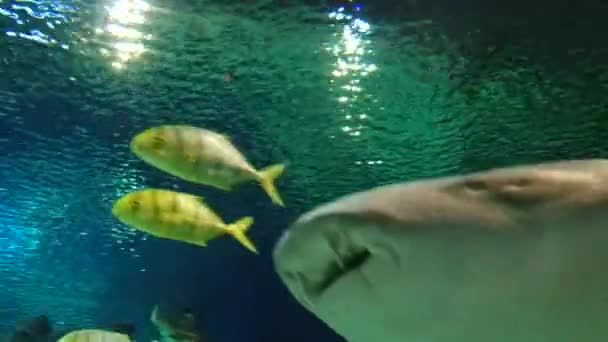 Undervattens invånarna i akvariet — Stockvideo