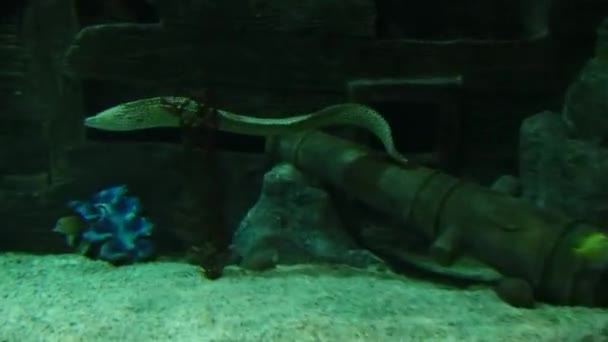 水下居民的水族馆 — 图库视频影像