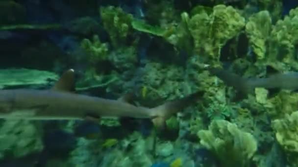 Underwater inhabitants of the aquarium — Stock Video