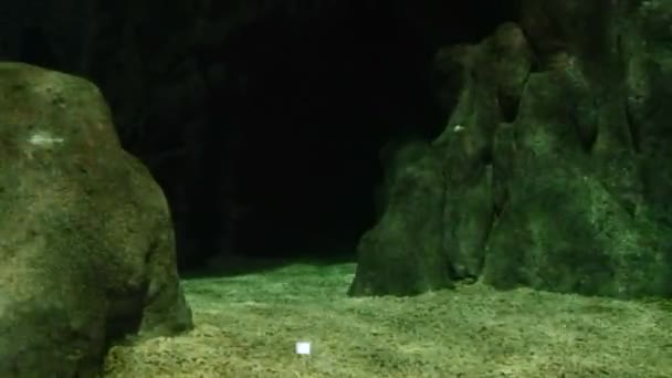 Les habitants sous-marins de l'aquarium 