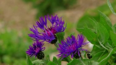 Sochi - Krasnaya Polyana - Rosa Khutor