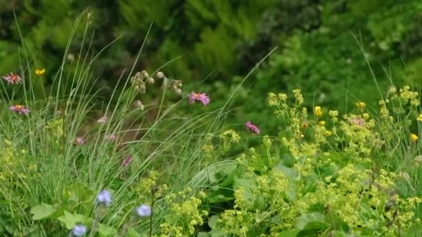 Sochi - Krasnaja Poljana - Rosa Khutor — Stockvideo