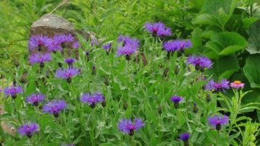 Sochi - Krasnaya Polyana - Rosa Khutor