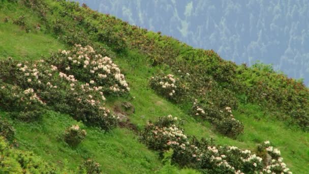 Sochi - Krasnaya Polyana - Rosa Khutor — Stok video