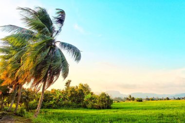 Sabah hindistan cevizi ağacı ve çeltik tarlası.
