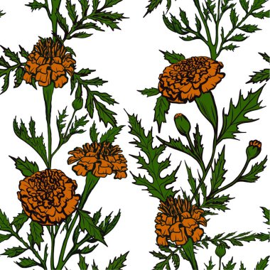 Şablon. Beyaz arka planda turuncu çiçekler. Calendula