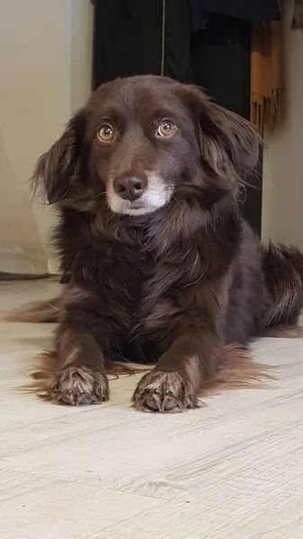 Hond Vriend Van Mens Een Schattig Huisdier Chocoladekleurige Hond — Stockfoto