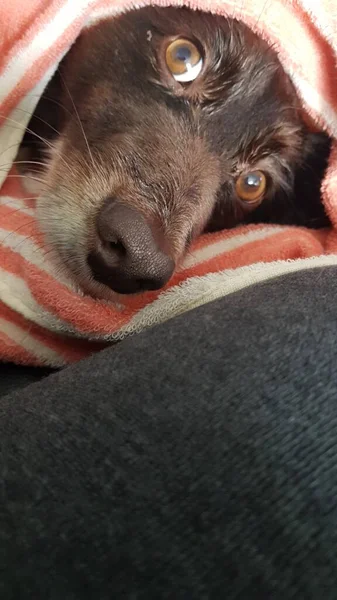 Hond Vriend Van Mens Een Schattig Huisdier Chocoladekleurige Hond — Stockfoto