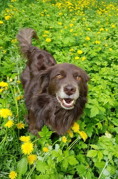 Cão Amigo Homem Adorável Animal Estimação Chocolate Colorido Cão — Fotografia de Stock
