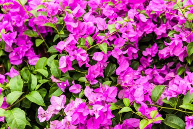 bougainvillea çiçeği farklı yerlerde yetişen bir çiçektir..