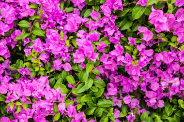 bougainvillea çiçeği farklı yerlerde yetişen bir çiçektir..