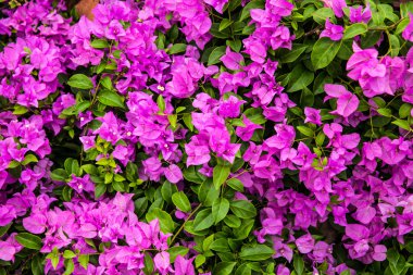 bougainvillea çiçeği farklı yerlerde yetişen bir çiçektir..