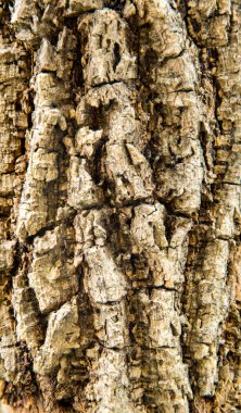 Yüzey ağaçları. Doğanın sanatına bakın.