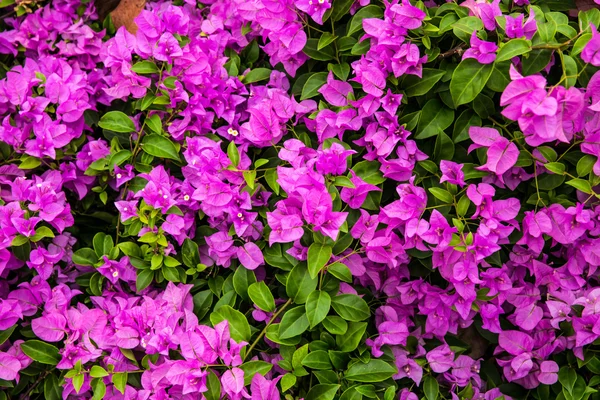 bougainvillea çiçeği farklı yerlerde yetişen bir çiçektir..