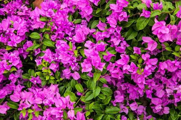 bougainvillea çiçeği farklı yerlerde yetişen bir çiçektir..