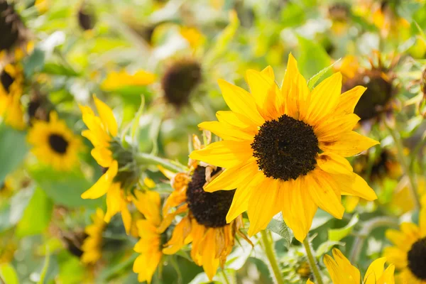 Ayçiçeği güzel bir çiçek