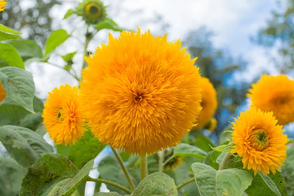 Vacker blomma av en solros i form av en boll Stockbild