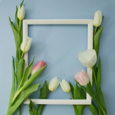 Açık mavi arkaplanda boş resim çerçevesi olan beyaz ve pembe laleler. Kadınlar Günü için bayram kartpostalı ya da anneler günü ya da indirim konsepti. Kopyalama alanı olan çiçek bahar arkaplanı.