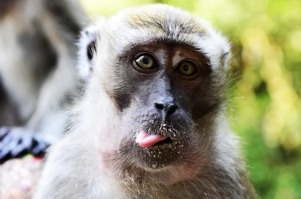 Monkeys at Batu Caves — Stock Photo, Image