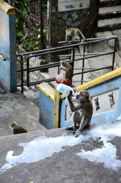 Apen op Batu Caves — Stockfoto