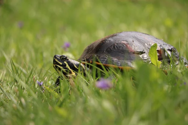 Yellow-necked turtle on the grass. Bokeh background. Spring in the garden. The nature is coming back to life.