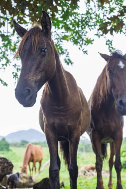 Koyu çikolata renkli at gölgenin altında dinleniyor.