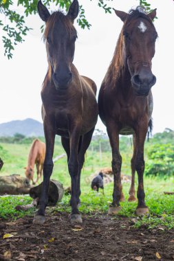 Koyu çikolata renkli at gölgenin altında dinleniyor.