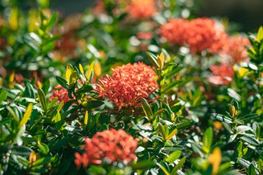 Annemin evindeki çiçek bahçesi.