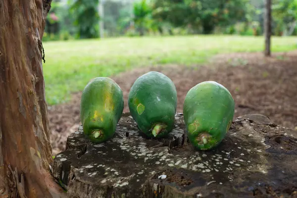 Tarlada toplanan yeşil papaya