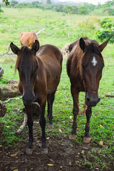 Caballo Color Chocolate Negro Descansando Bajo Sombra —  Fotos de Stock