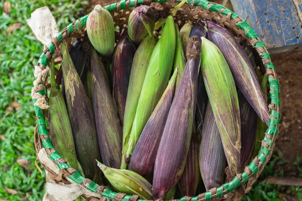 Jagung Yang Baru Dipanen Lapangan Siap Untuk Dimakan — Stok Foto