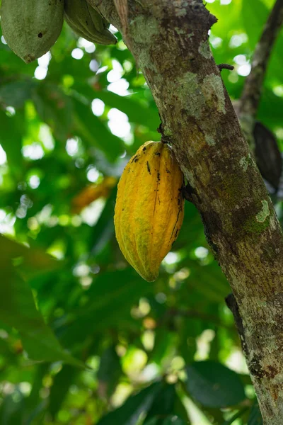 Coklat Kuning Pohon — Stok Foto