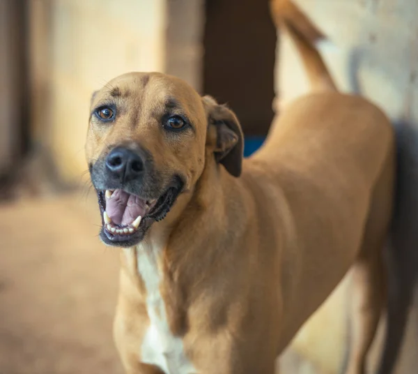 Büyük güzel köpekler evinizde eğlenin.