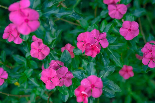 flower garden at my moms house